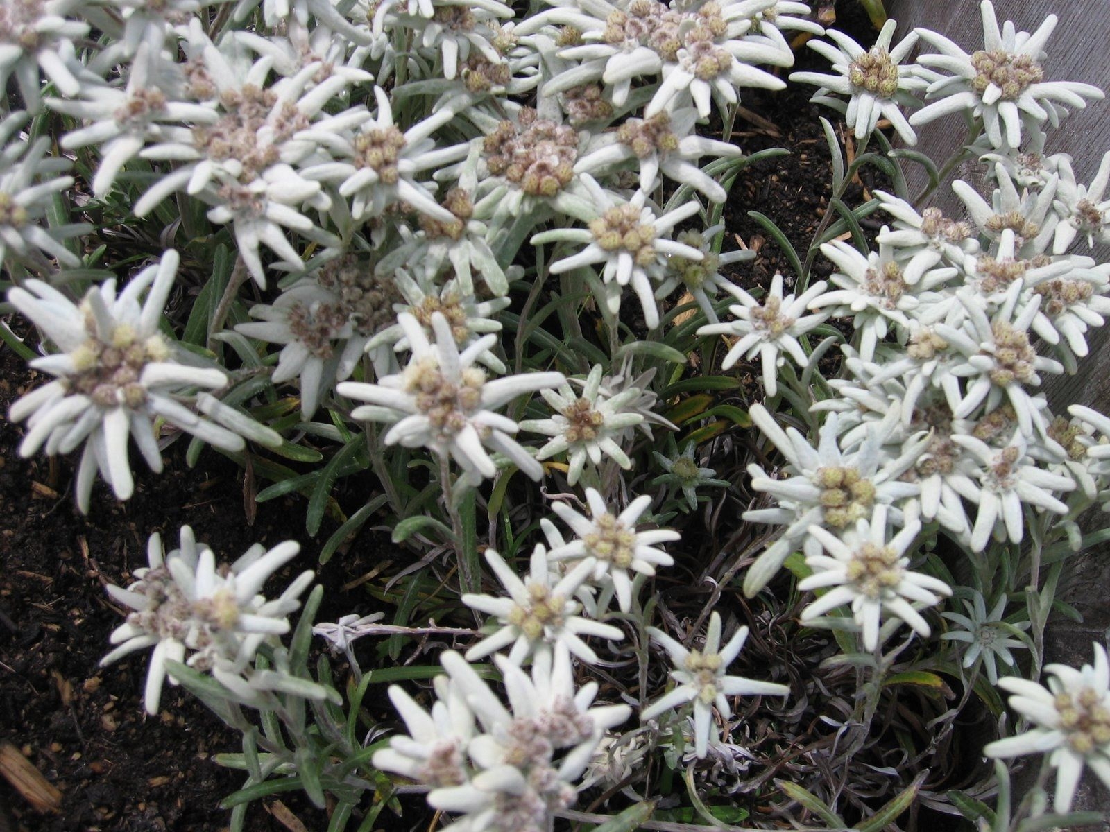 Leontopodium Alpinum